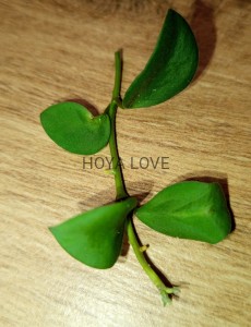 Hoya nummularioides