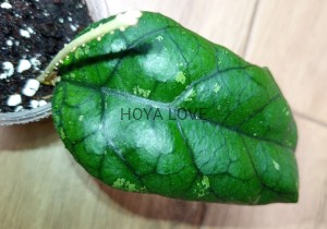 Hoya sp. GBL EPC-260