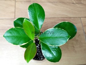 Hoya australis albomarginata