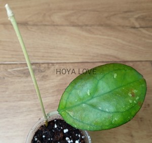 Hoya AH1012