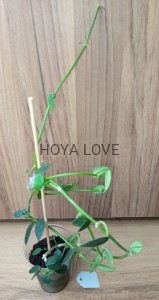 Hoya litophytica