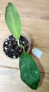Hoya rintzii borneo 