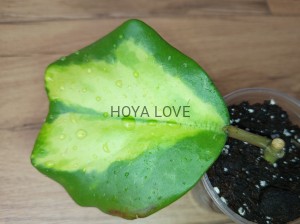 Hoya kerrii permanent yellow