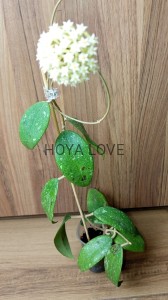 Hoya AH001