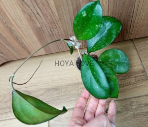 Hoya vitellina splash