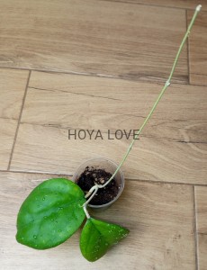 Hoya ricardo