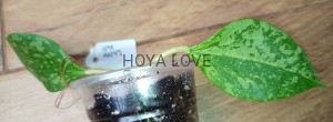 Hoya AH047