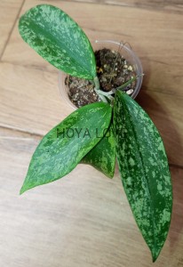 Hoya sp. rangsan