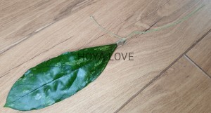 Hoya sp. bahoi