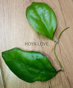 Hoya AH052
