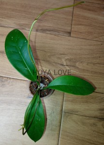 Hoya monetteae