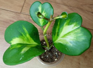 Hoya kerrii permanent yellow