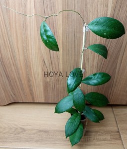 Hoya sp. SR 2009-005 Malaysia EPC-892