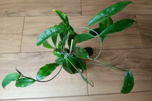 Hoya mappigera sabah (yellow corona)