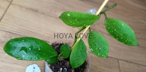 Hoya sipitagensis