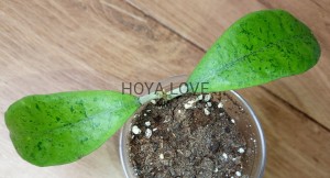 Hoya forbesii silver