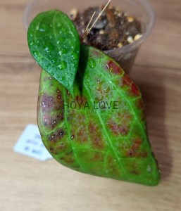 Hoya sp. IV from WMZ