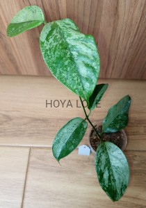 Hoya coriacea silver 