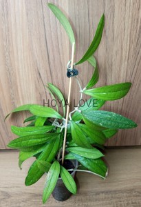 Hoya rigidifolia splash