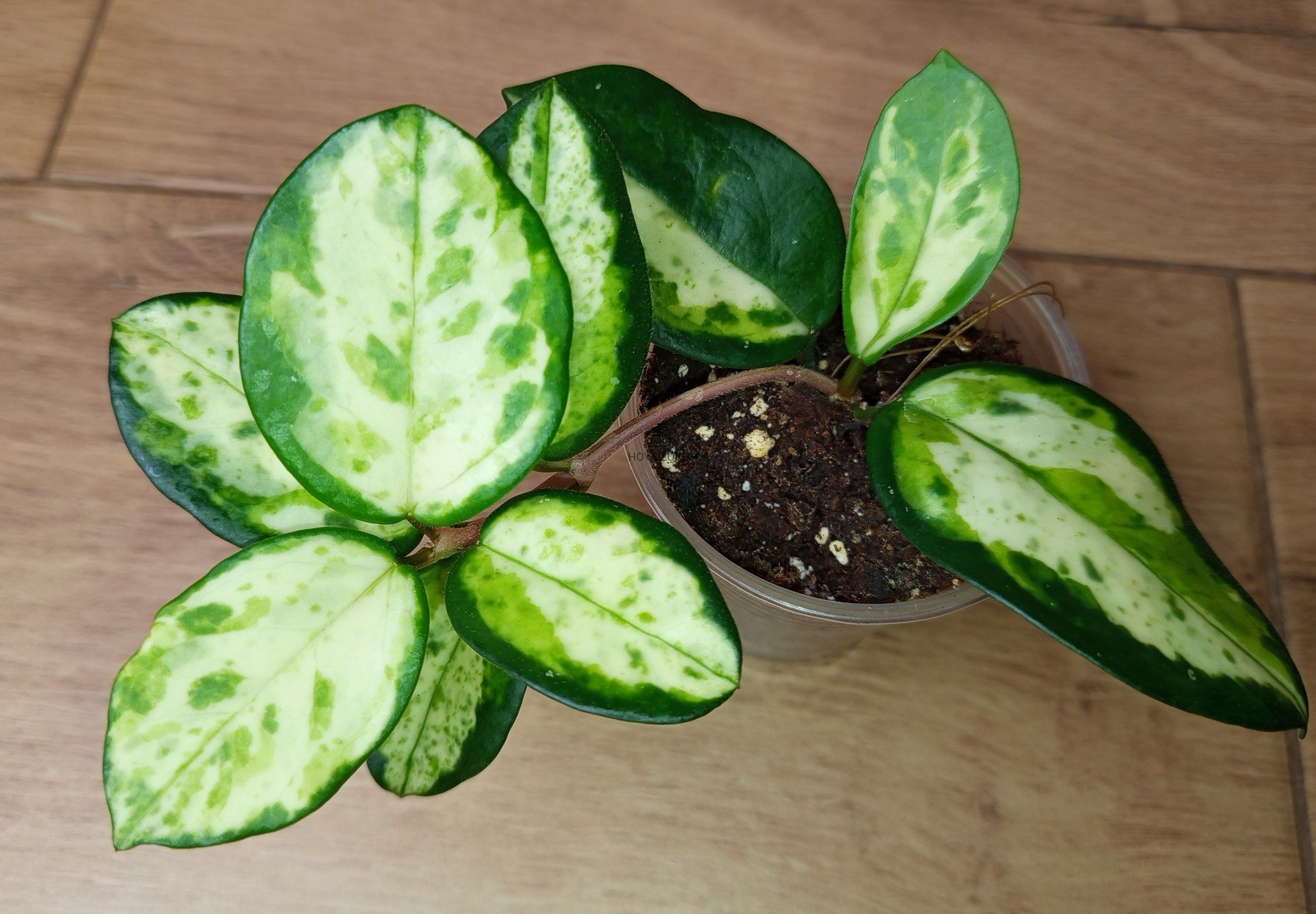 Hoya carnosaMadara′green edge′ ホヤ マダラ Hoya Carnosa 'Madara' (green-edge) all the colors and patterns