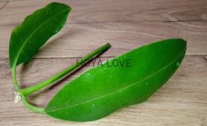 Hoya imperialis white 