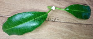 Hoya imperialis mosaik