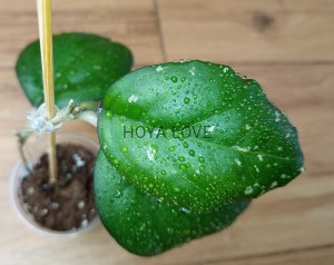 Hoya noelle