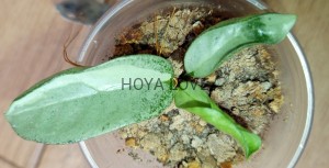Hoya carnosa nova ghost (green form h. argentea princess)