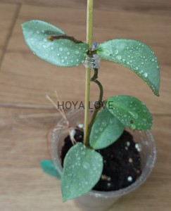 Hoya carnosa nova ghost (green form h. argentea princess)
