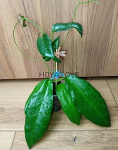 Hoya kaimuki