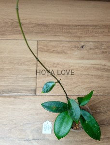 Hoya Penny's Treat MB1405B