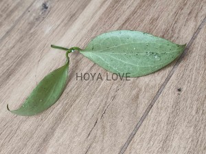 Hoya nicholsoniae new guinea ghost