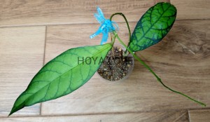 Hoya callistophylla sabah IML 1762