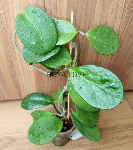 Hoya cv. David's green cup