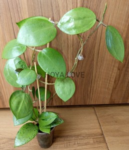 Hoya verticillata silver