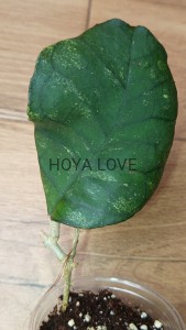 Hoya svetlana