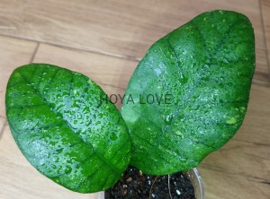 Hoya sp. ivory mountain borneo