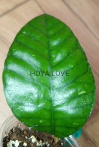Hoya sp. ivory mountain borneo