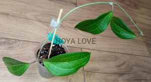 Hoya persicina