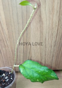 Hoya AH049