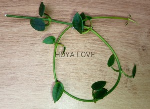 Hoya litophytica