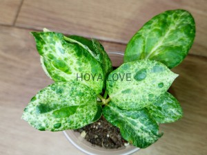 Hoya candy