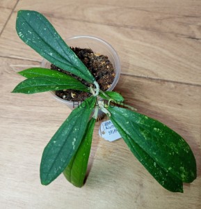 Hoya rigidifolia splash