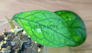 Hoya larisa