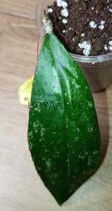 Hoya forbesii splash