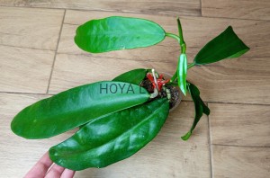 Hoya treubiana= meliflua ssp. fraterna