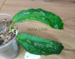 Hoya undulata splash leaves