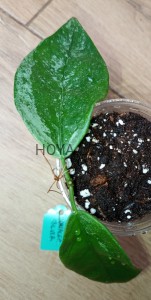 Hoya coriacea silver