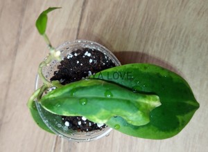 Hoya incrassata albomarginata eclipse