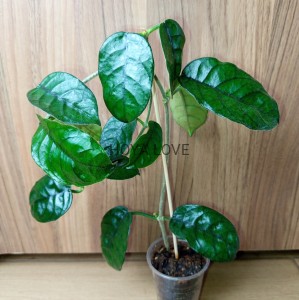 Hoya aff. villosa cao dang vietnam